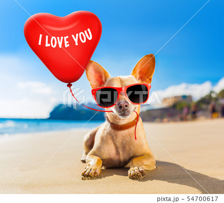 chihuahua summer dog chihuahua summer dog 54700617
