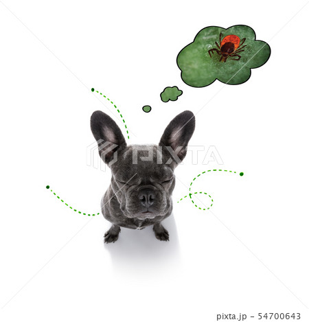 dog  with fleas, ticks or insects 54700643