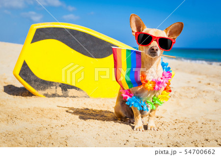 surfer dog at the beach surfer dog at the beach 54700662