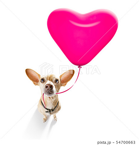 happy birthday valeintines dog happy birthday valeintines dog 54700663