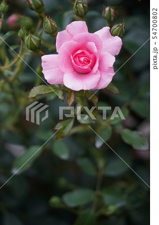 薔薇（ミラト）さかき千曲川バラ公園 54700802