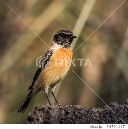 Eastern Stonechat (Saxicola rubicola)  54701147