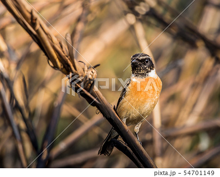 Eastern Stonechat (Saxicola rubicola)  54701149
