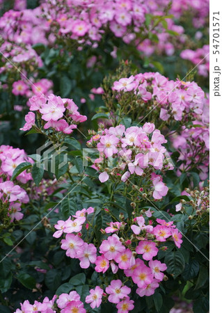 薔薇（シエスタ）さかき千曲川バラ公園 54701571