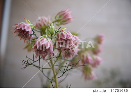 ピンクの花 ピンクの花 54701686