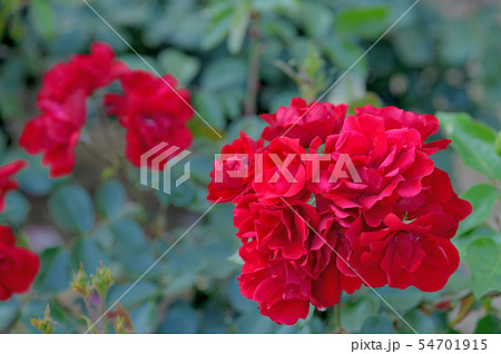 情熱の花バラ 情熱の花バラ 54701915