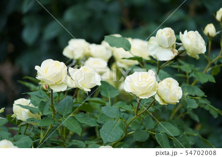 薔薇(クリーミーエデン)さかき千曲川バラ公園 薔薇(クリーミーエデン)さかき千曲川バラ公園 54702008