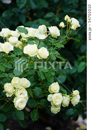 薔薇(クリーミーエデン)さかき千曲川バラ公園 薔薇(クリーミーエデン)さかき千曲川バラ公園 54702010