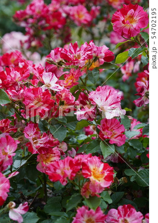 薔薇（フォースオブシュライ）さかき千曲川バラ公園 54702195