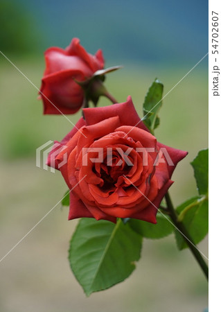 薔薇（テラコッタ）さかき千曲川バラ公園 54702607