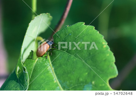Closeup of an Aspen Leaf Beetle on a leaf Closeup of an Aspen Leaf Beetle on a leaf 54702648