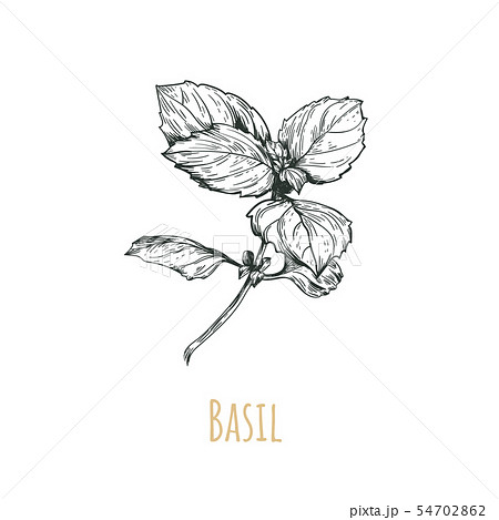 Basil Botanical Illustrationのイラスト素材