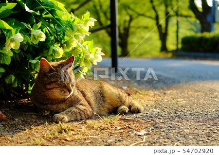 道端でごろにゃん♪ 54702920