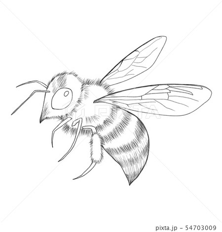 ミツバチ 線画のイラスト素材