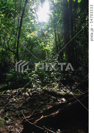 Lush vegetation of Malayan rainforest in hala bala Lush vegetation of Malayan rainforest in hala bala 54703533