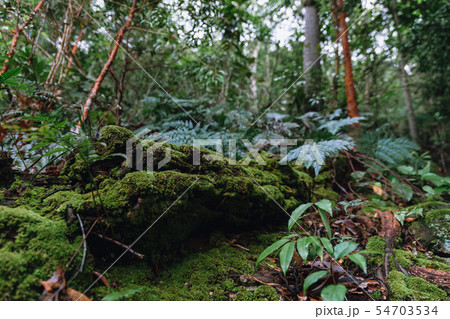 Mosses cover the decomposed tree trunk in Mosses cover the decomposed tree trunk in 54703534