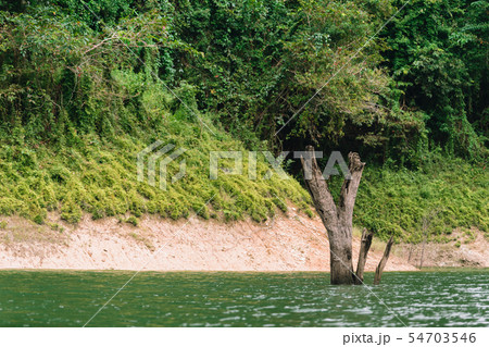 Forest and water landscape at Hala-Bala Wildlife 54703546