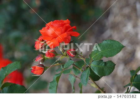 薔薇 チンチン さかき千曲川バラ公園の写真素材