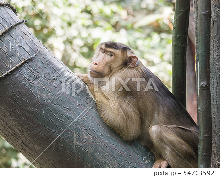 Portrait of southern Pig-tailed Macaque, Macaca nemestrina resting on a tree trunk branch. Large 54703592