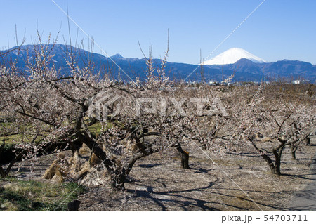 富士山と梅 富士山と梅 54703711