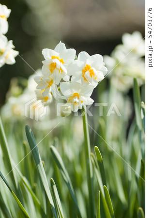 水仙 54703776