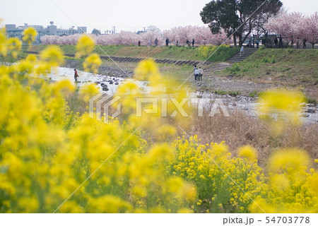 桜の咲く堤防 54703778