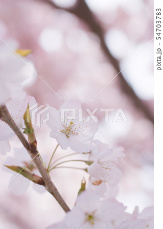 満開の桜 満開の桜 54703783