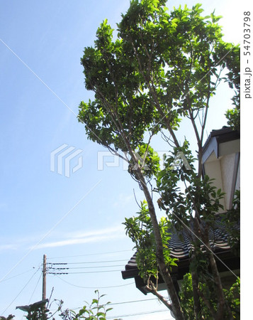 常緑高木のソヨゴと青空の写真素材