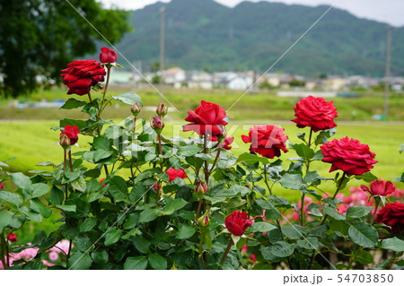 薔薇(ヘルムットコールローズ)さかき千曲川バラ公園 薔薇(ヘルムットコールローズ)さかき千曲川バラ公園 54703850