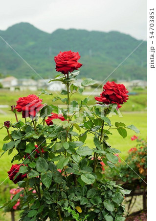 薔薇（ヘルムットコールローズ）さかき千曲川バラ公園 54703851