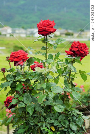 薔薇（ヘルムットコールローズ）さかき千曲川バラ公園 54703852