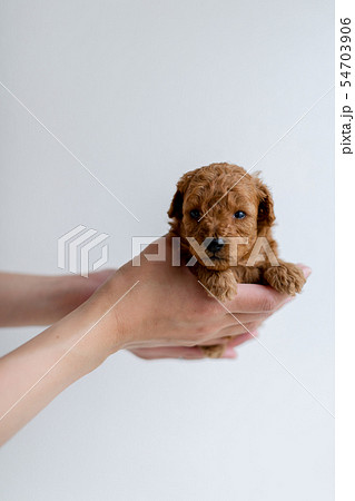 トイプードル 子犬の写真素材