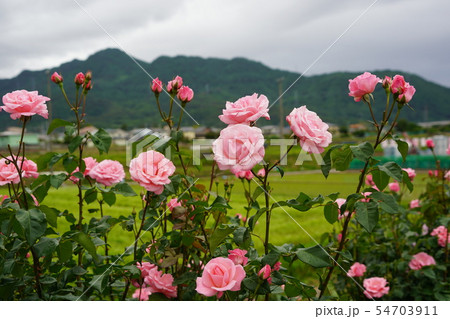 薔薇（クイーンエリザベス）さかき千曲川バラ公園 54703911
