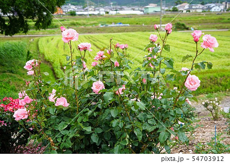 薔薇（クイーンエリザベス）さかき千曲川バラ公園 54703912