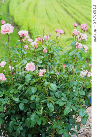 薔薇（クイーンエリザベス）さかき千曲川バラ公園 54703913