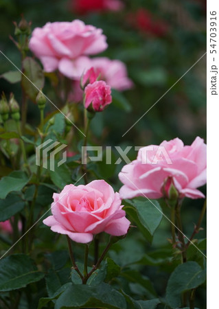 薔薇（クイーンエリザベス）さかき千曲川バラ公園 54703916