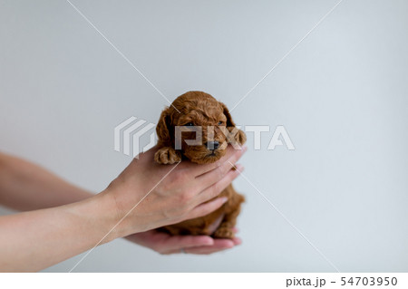 トイプードル 子犬 トイプードル 子犬 54703950