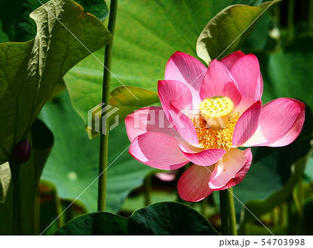 綺麗な蓮の花と花托 はちす の写真素材