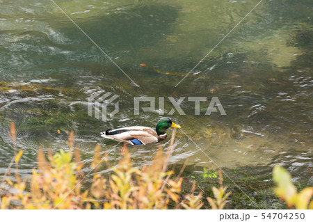 栃木県日光市 湯川 カモ (10月) 栃木県日光市 湯川 カモ (10月) 54704250
