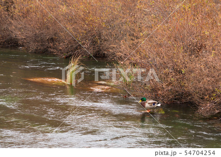 栃木県日光市　湯川　カモ　（10月） 54704254