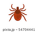 マダニ 54704441