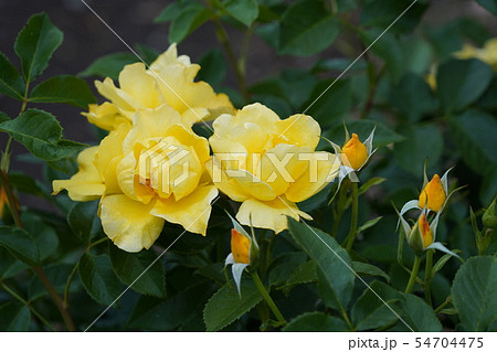 薔薇（イエローシンプリシティ）さかき千曲川バラ公園 54704475