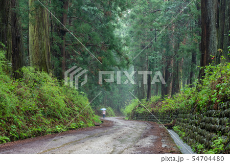 栃木県日光市 日光杉並木 杉 雨 (5月) 栃木県日光市 日光杉並木 杉 雨 (5月) 54704480