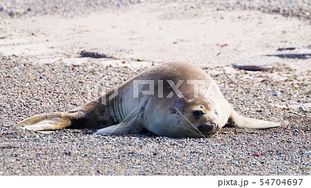 Elephant seal on beach close up, Patagonia, 54704697