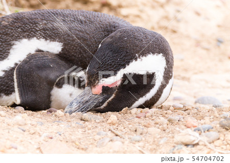Magellanic penguin close up. Punta Tombo penguin Magellanic penguin close up. Punta Tombo penguin 54704702