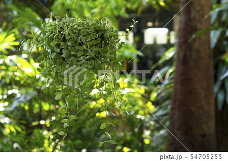 Dischidia nummularia Variegata was hung with a tre Dischidia nummularia Variegata was hung with a tre 54705255
