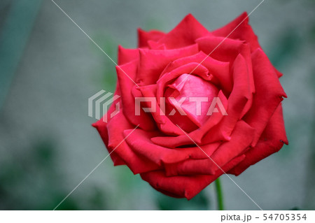 Red garden rose close-up on natural green Red garden rose close-up on natural green 54705354