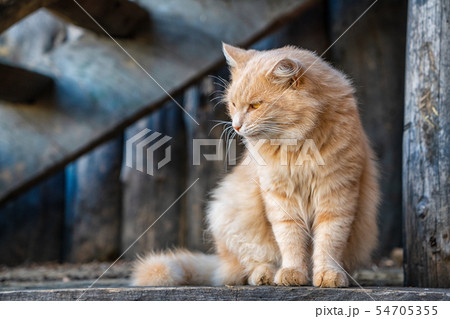 beautiful ginger cat looking to the side 54705355