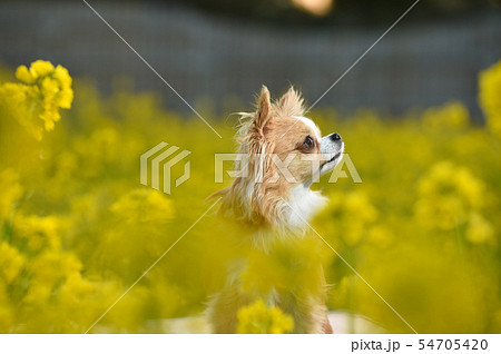チワワ 54705420