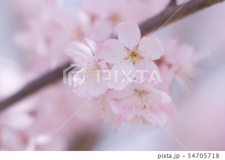 桜の花 桜の花 54705718